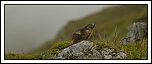 -img_1962rec.jpg