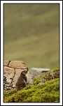 -img_1827rec.jpg