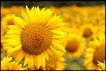 tournesol