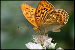 Le 3000D pour septembre?-papillon.jpg