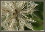 Photos prises avec le nouveau Tamron 90 Macro Di-macro-012.jpg