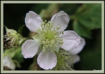 Photos prises avec le nouveau Tamron 90 Macro Di-macro-013.jpg