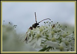 Photos prises avec le nouveau Tamron 90 Macro Di-macro-011.jpg