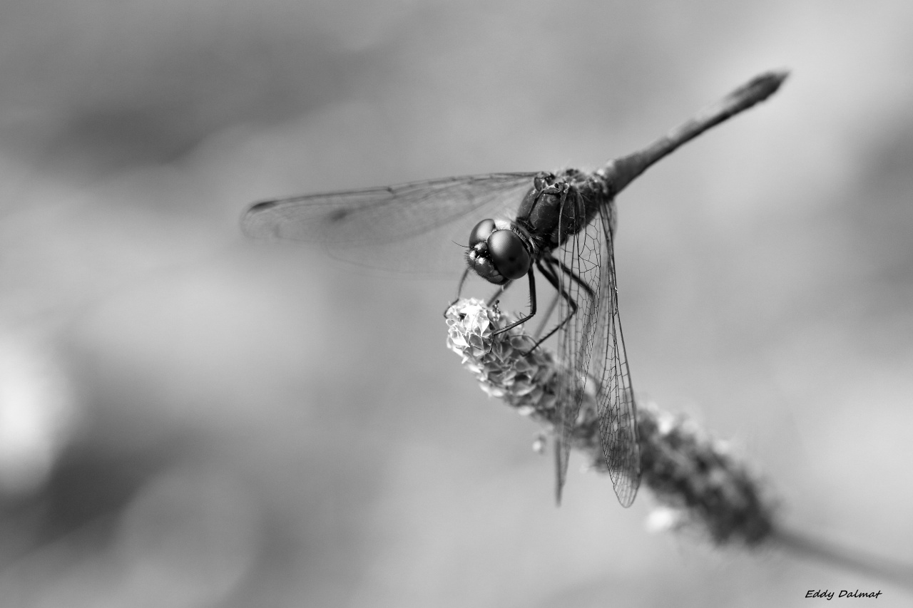 Batteries-img_8910.jpg