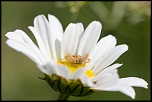 -img_7422.jpg