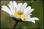 -img_7430.jpg