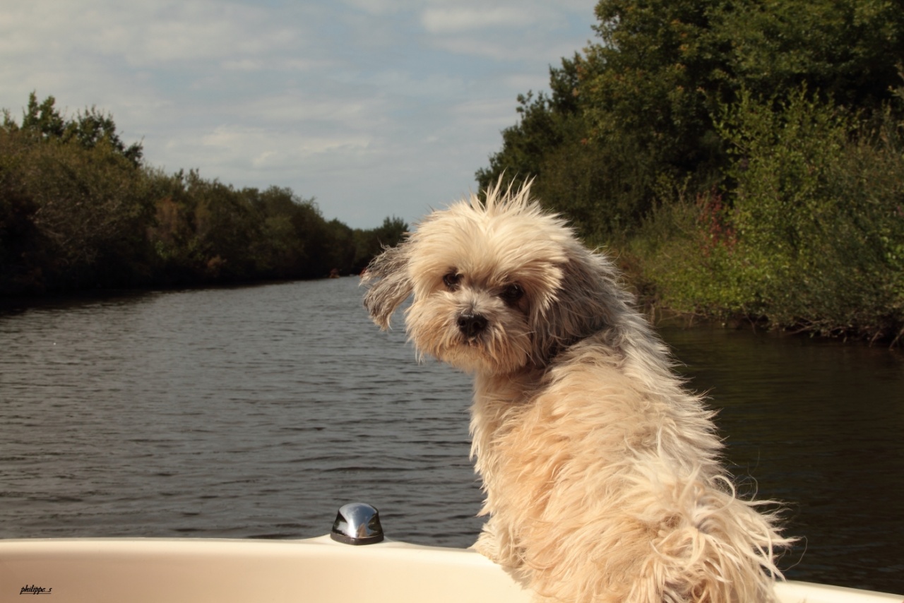 chien