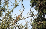70-300 Sigma APO-img_5789.jpg