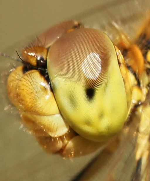 libellule oeil