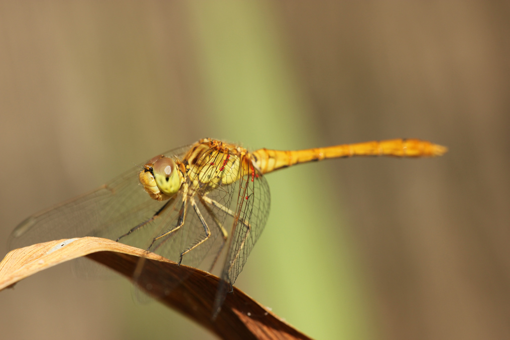 libellule