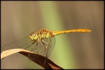 libellule