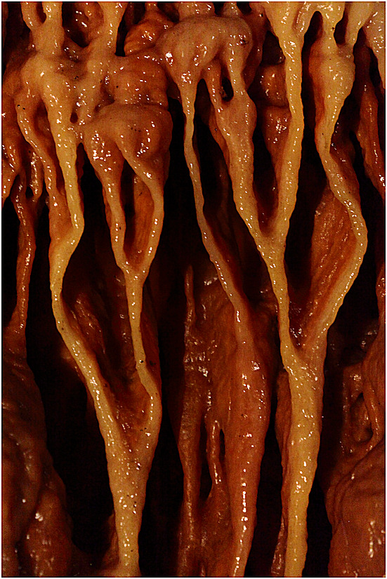 Grotte de Dargilan - dtail
