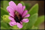 mouche