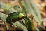 scarab p