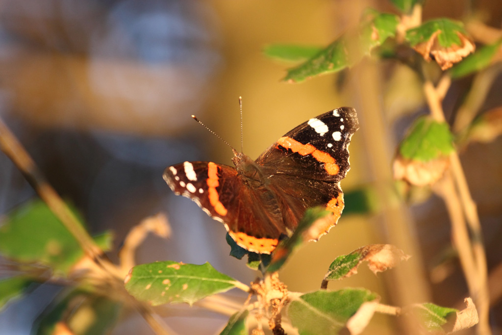 papillon