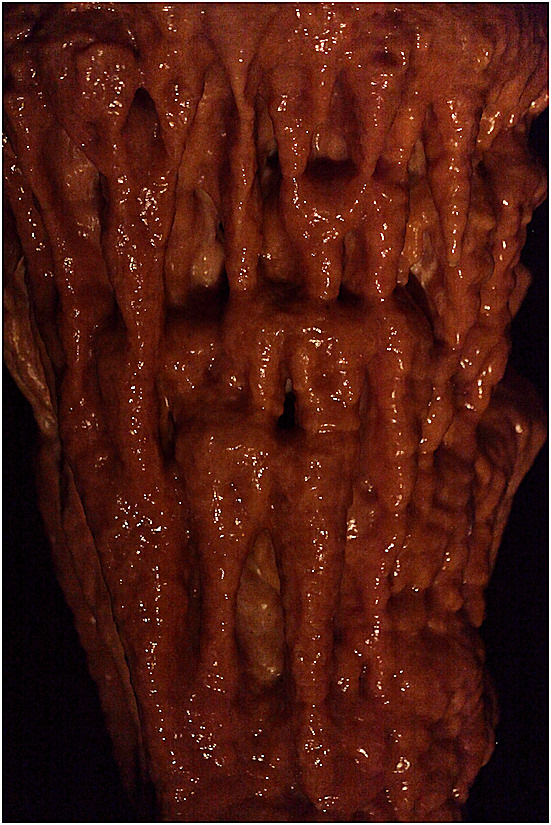Grotte de Dargilan - dtail