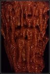 Grotte de Dargilan - dtail