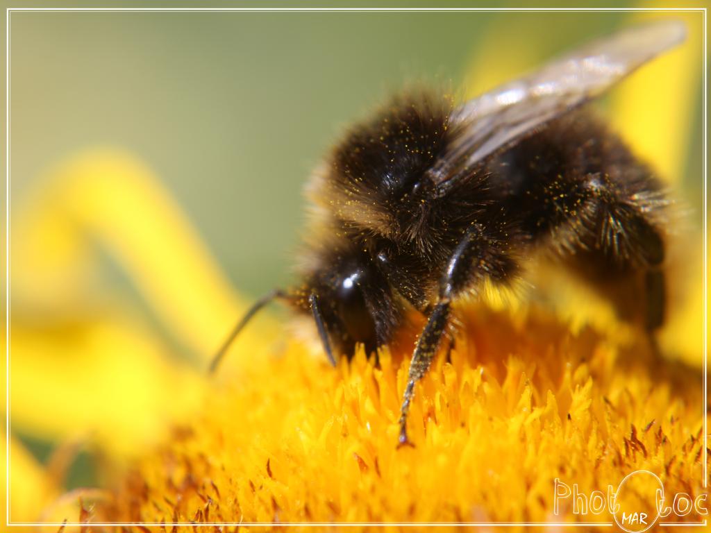 Photos prises avec le nouveau Tamron 90 Macro Di-0007-insecte.jpg