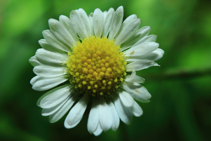 Marguerite prise au Pentacon 30 f/3.5 + Tube allonge + Flash cobra