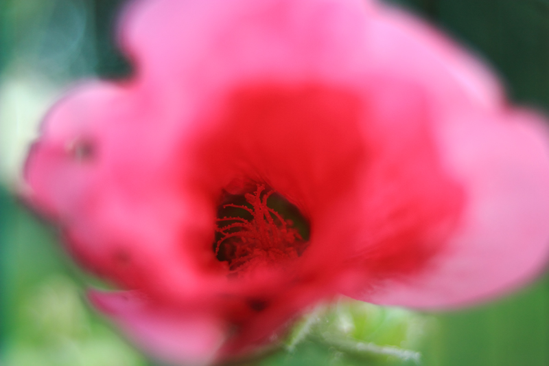 Rose prise au Pentacon 30 f/3.5 + Tube allonge sans flash