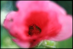 Rose prise au Pentacon 30 f/3.5 + Tube allonge sans flash