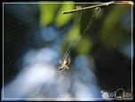 Photos prises avec le nouveau Tamron 90 Macro Di-0001-arraigee.jpg