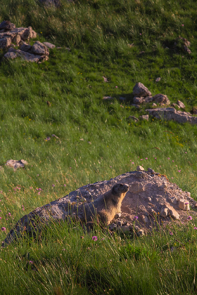 pare soleil 18/55-2013.08.05-marmotte-eos.jpg