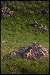 pare soleil 18/55-2013.08.05-marmotte-eos.jpg
