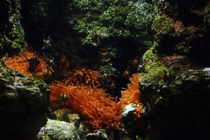 Devellopement-img_0041_720.jpg