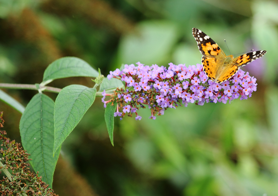 objectif ou long vue-img_0306_2.1.jpg