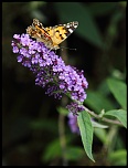 objectif ou long vue-img_0311_2.1.jpg