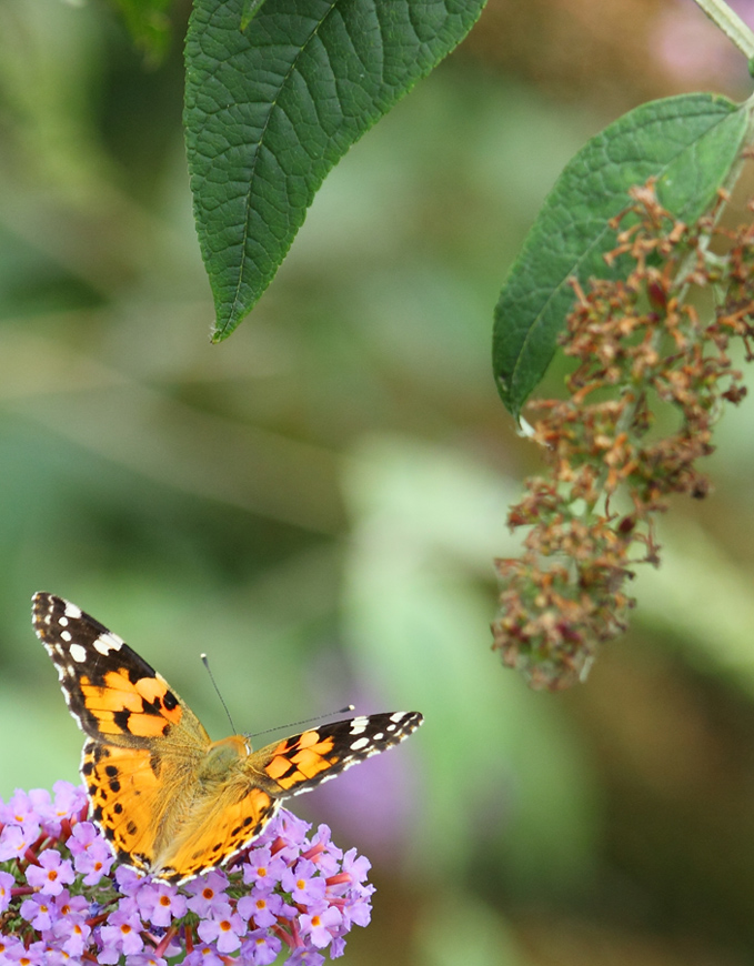 objectif ou long vue-img_0306_4.0.jpg