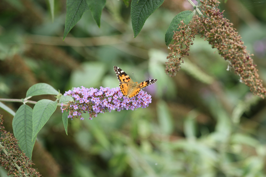 objectif ou long vue-img_0306_origin.jpg