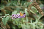 objectif ou long vue-img_0306_origin.jpg