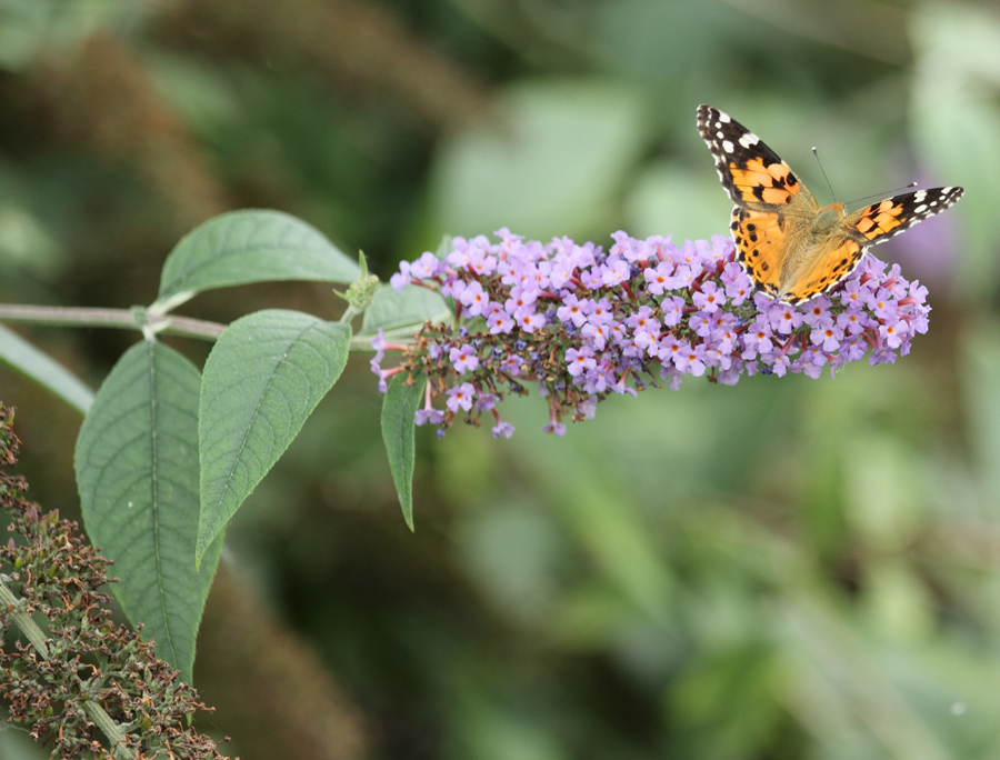 objectif ou long vue-img_0306_6.1.jpg