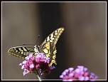 objectif ou long vue-jpa-13.jpg