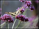 objectif ou long vue-jpa-05.jpg