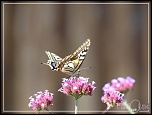 objectif ou long vue-jpa-04.jpg