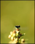 IMG 9850h p