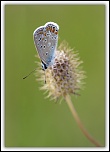 Des conseils...-img_9623.jpg