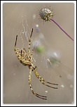 Des conseils...-img_9645.jpg