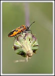 Des conseils...-img_9079.jpg