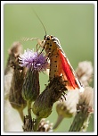 Des conseils...-img_0358.jpg