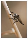 Des conseils...-img_9600.jpg