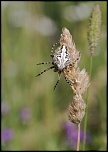 -img_7890.jpg