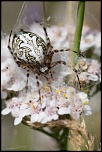 -img_7876.jpg