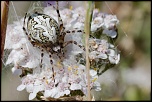 -img_7871.jpg