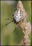 -img_7890-2.jpg