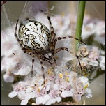 -img_7875.jpg