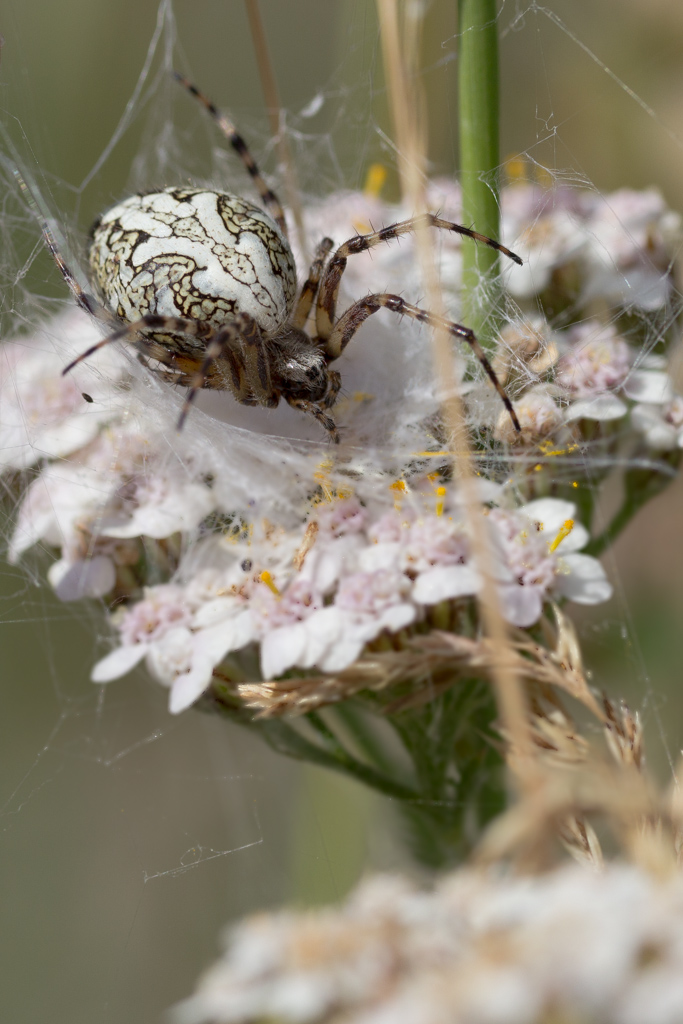 -img_7883.jpg